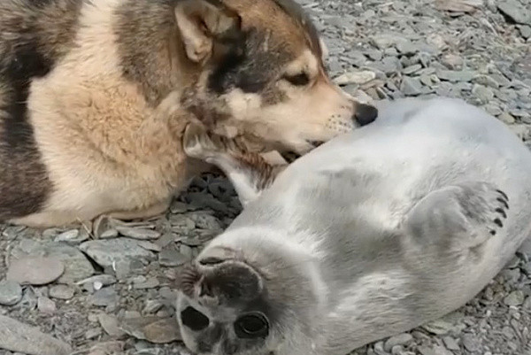 Добрые вести с Байкала: собака выходила детёныша нерпы, которого нашли на берегу озера (фото + видео)