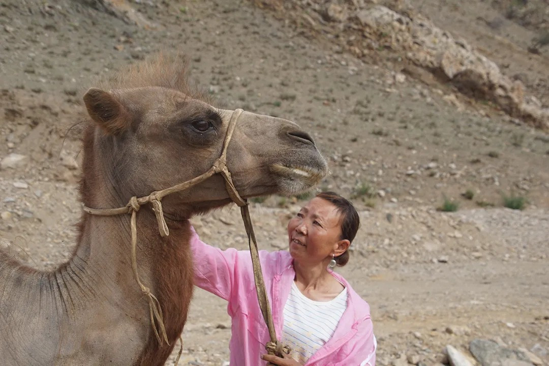 Лет живет верблюд. Девушка на верблюде. Китаец на верблюде. Верблюд в Китае.