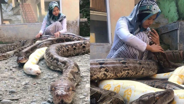 14-летняя индонезийка держит в качестве домашних животных 6 гигантских питонов (фото + 6 видео)
