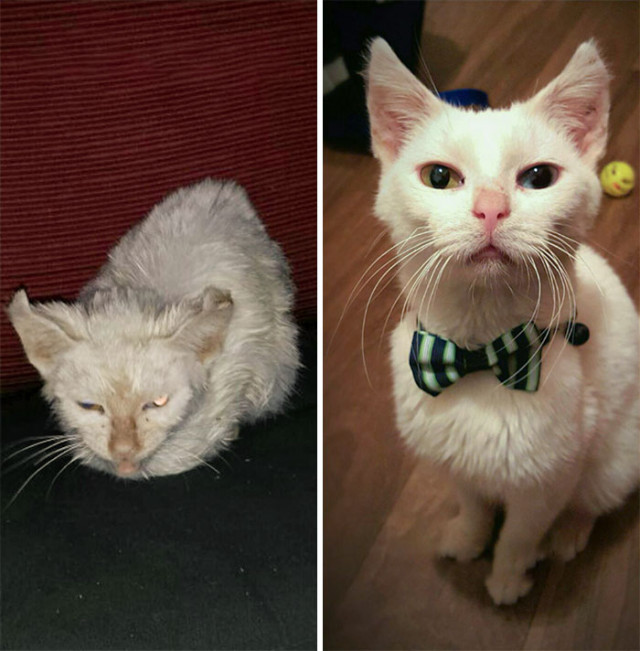 Ещё 22 фотографии кошек до и после того, как их спасли от бездомной жизни