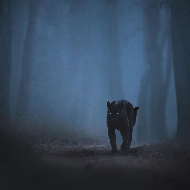 Фотограф дикой природы запечатлел редкую чёрную пантеру, бродящую по индийским джунглям (10 фото)