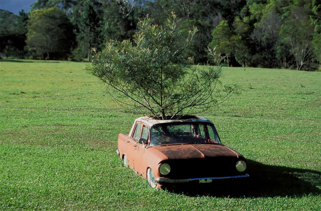 22 удивительные фотографии деревьев, растущих прямо из заброшенных классических автомобилей