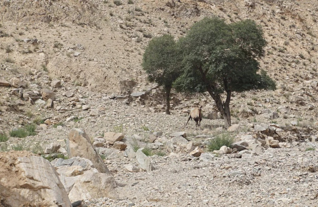 Преданный верблюд прошёл более 100 км через пустыню, чтобы вернуться к своим прежним хозяевам (7 фото)