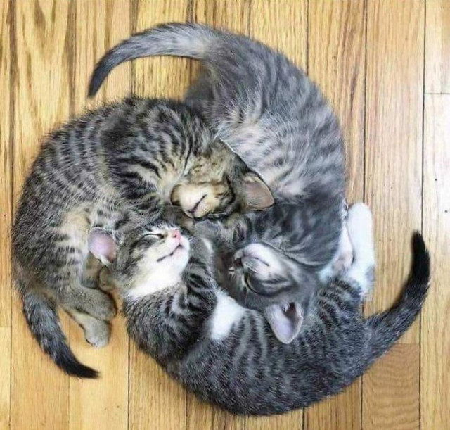 Спящие кошки как произведения искусства. ФОТО