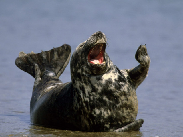 Тюлени, услышавшие самую смешную шутку в мире. ФОТО
