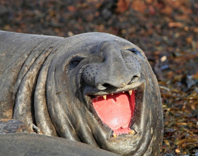 Тюлени, услышавшие самую смешную шутку в мире. ФОТО