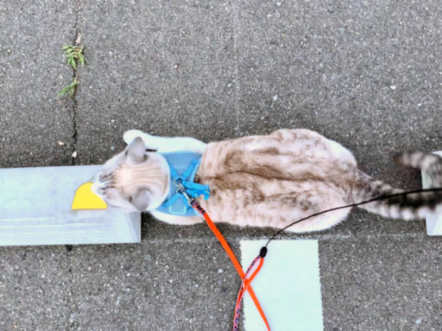 Кошки обожают лежать на парковочных барьерах. По всему миру. ФОТО