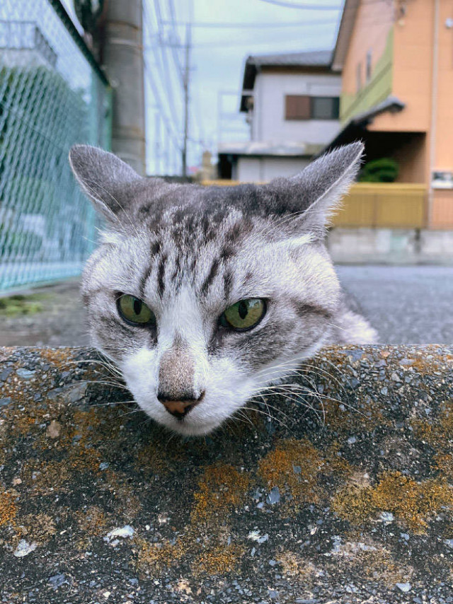 Кошки обожают лежать на парковочных барьерах. По всему миру. ФОТО