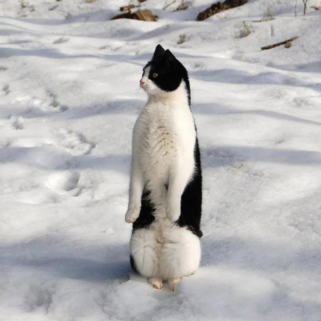Некоторые кошки думают, что они пингвины (21 фото)