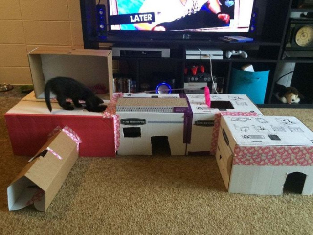 Прикольные картонные замки и крепости, которые владельцы кошек строят для своих питомцев (27 фото)