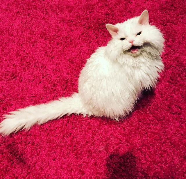 Кошка Тирико, которая из-за своей мордашки всегда выглядит недовольной (22 фото)