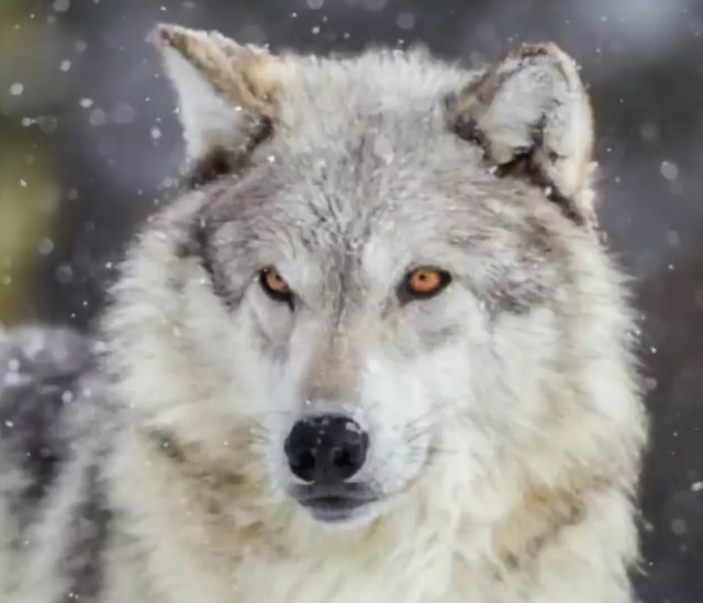 Цифровой дизайнер нашёл 70 фотографий с волками и создал это
