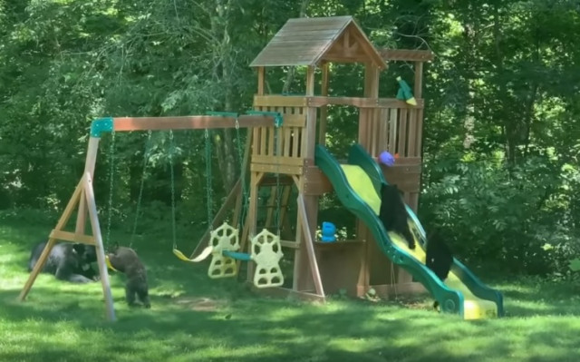 Умная медведица привела медвежат на детскую площадку, чтобы немного отдохнуть, пока они играются