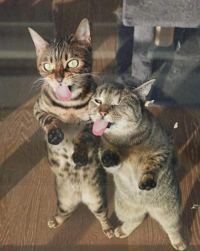 Неудачные фотографии кошек, которые они наверняка попросили бы удалить. ФОТО