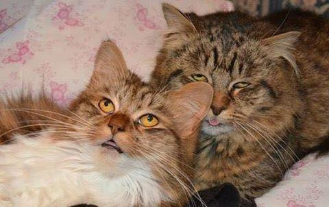 Неудачные фотографии кошек, которые они наверняка попросили бы удалить (18 фото)