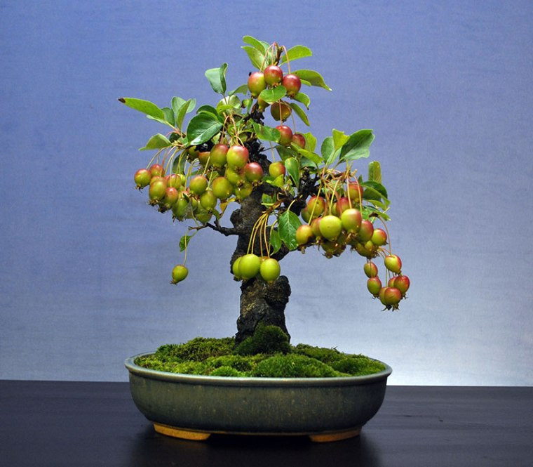 Очаровательные фруктовые деревья-бонсай (11 фото) .