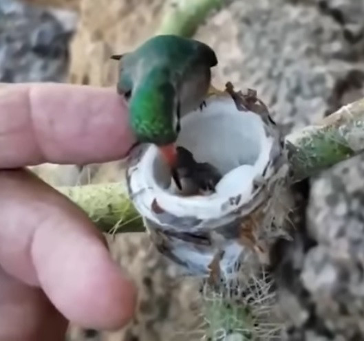 Крошечная колибри кормит ещё более крохотных птенцов