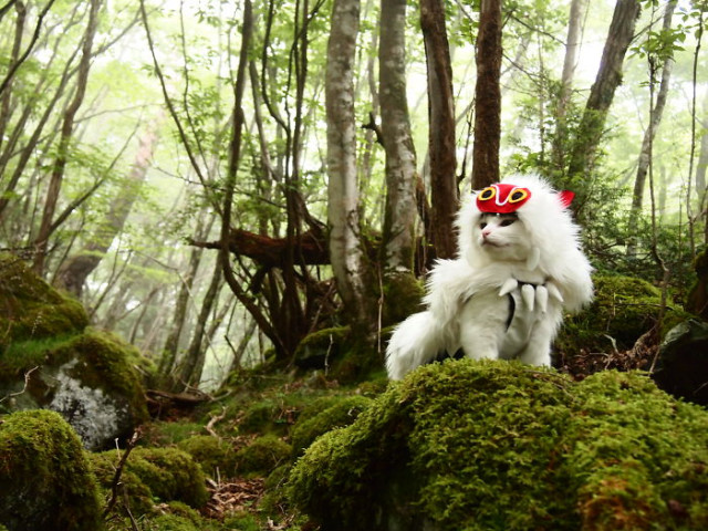 Японский художник создаёт эпичные аниме-костюмы для своих кошек (29 фото)