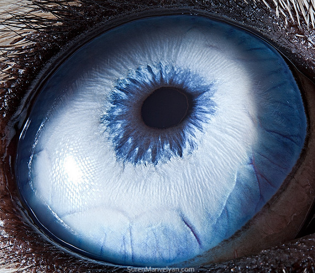 Глаза животных крупным планом через объектив армянского фотографа Сурена Манвеляна (15 фото)