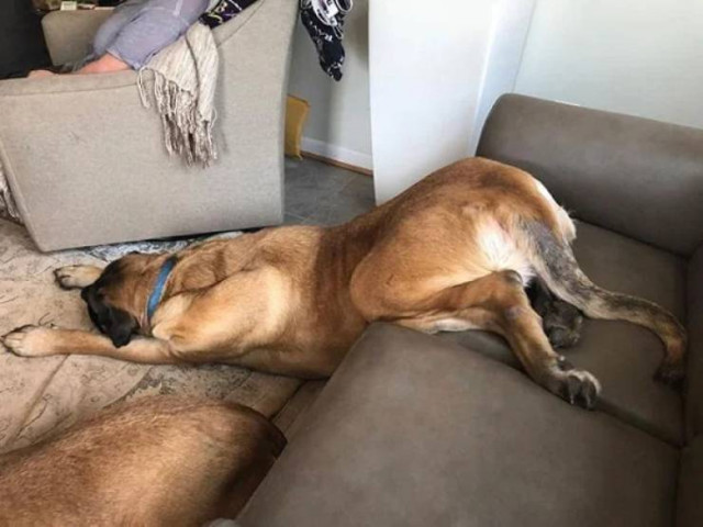 Смешные собаки, заснувшие в самых немыслимых позах. ФОТО