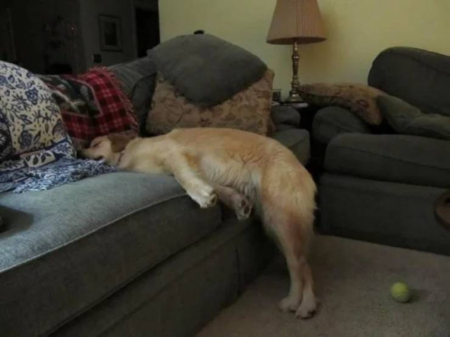 Смешные собаки, заснувшие в самых немыслимых позах. ФОТО