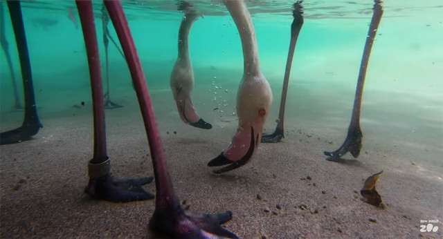 Подводное видео, которое показывает, как едят фламинго (фото + видео)