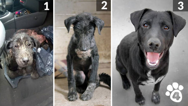 Фотографии брошенных и бездомных собак до и после того, как добрые люди дали им второй шанс на счастливую жизнь (38 фото)