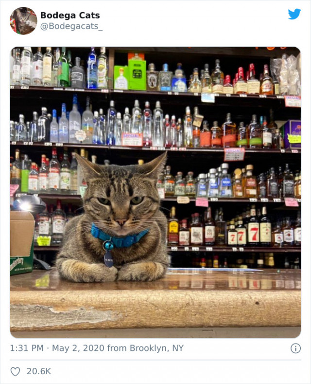 Милые кошки живущие в магазинах. ФОТО