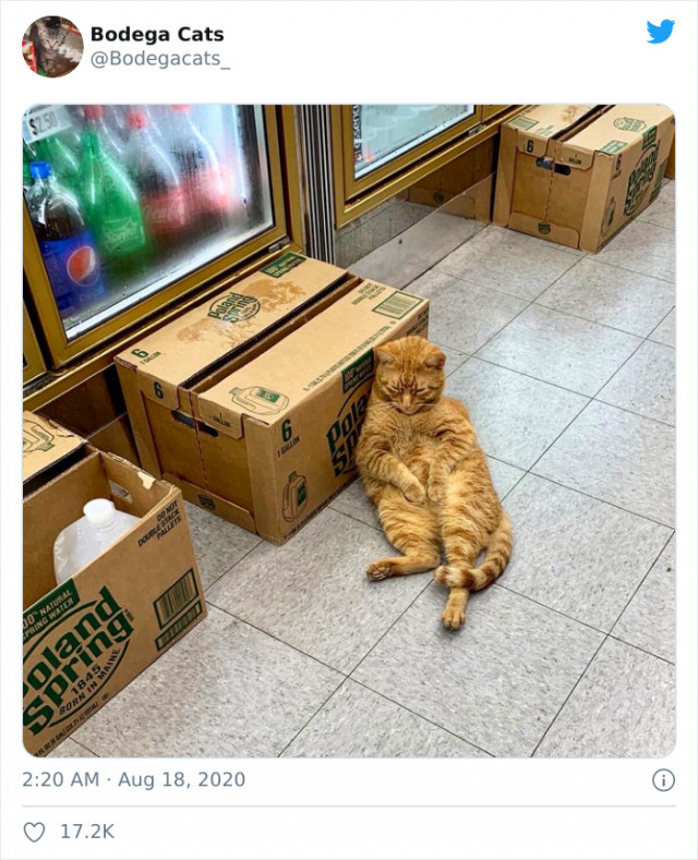 Милые кошки живущие в магазинах. ФОТО