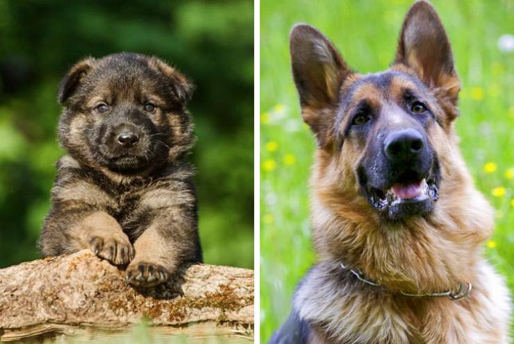 Как выглядят собаки разных пород: щенки vs. взрослые (18 фото)
