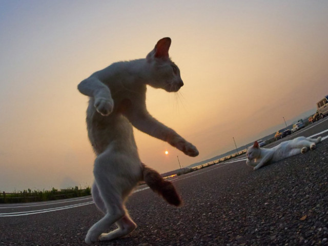 Снимки японца, который специализируется на фотосъёмке кошек-ниндзя (21 фото)