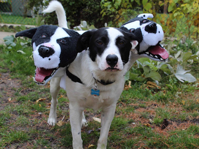 Церберы — блестящие костюмы на Хэллоуин для собак (19 фото)