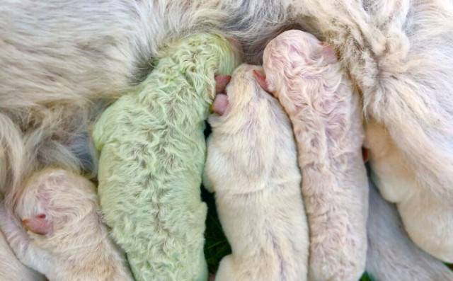 В Италии родился щенок с зелёной шерстью. Его назвали Фисташкой. А можно было Халком (4 фото)