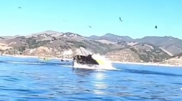 В Калифорнии два каякера побывали во рту кита