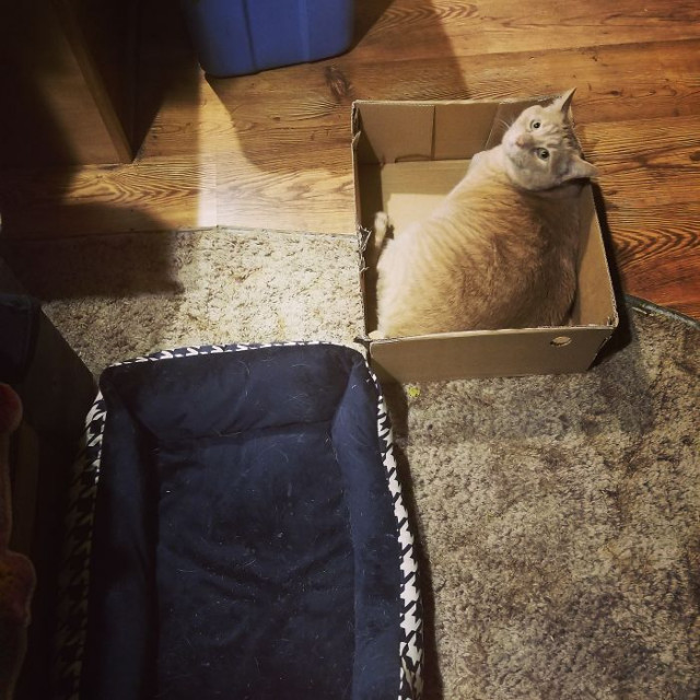 Про кошек и их любовь к картонным коробкам (23 фото)