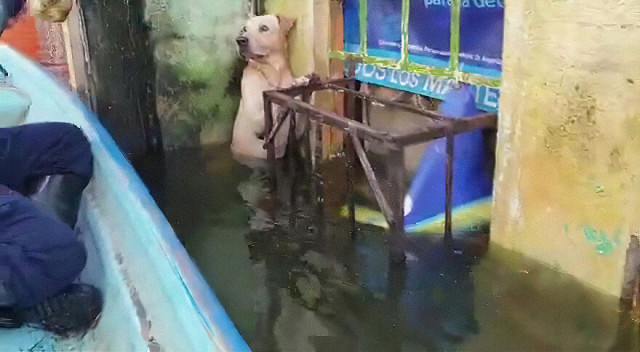 Собака попала в ряды морских пехотинцев, которые её спасли во время наводнения в Мексике (16 фото)
