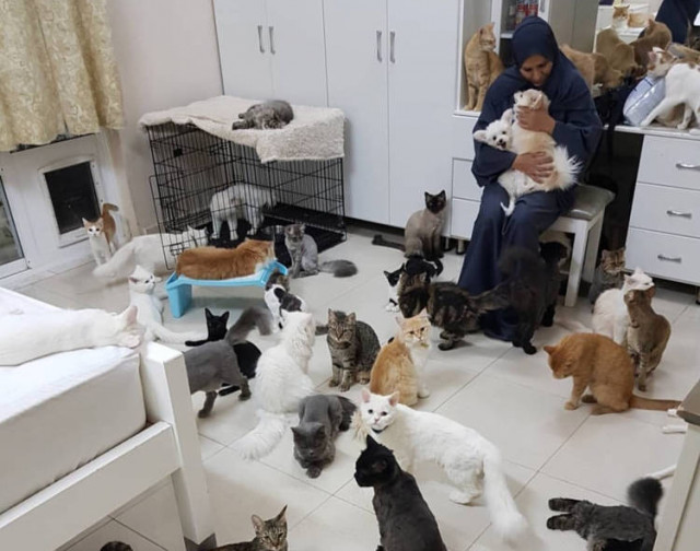 Любительница животных живёт в доме с 480 кошками и 12 собаками (2 фото + 2 видео)
