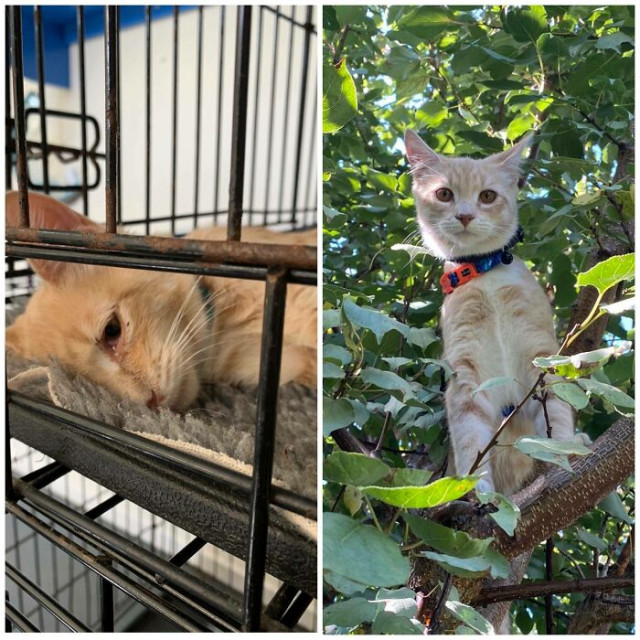 Трогательные истории и фотографии спасённых кошек, сделанные до и после усыновления (12 фото)
