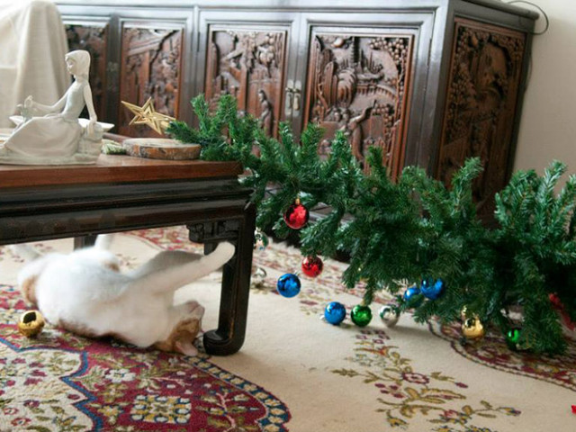 Кошки против новогодних ёлок (20 фото)