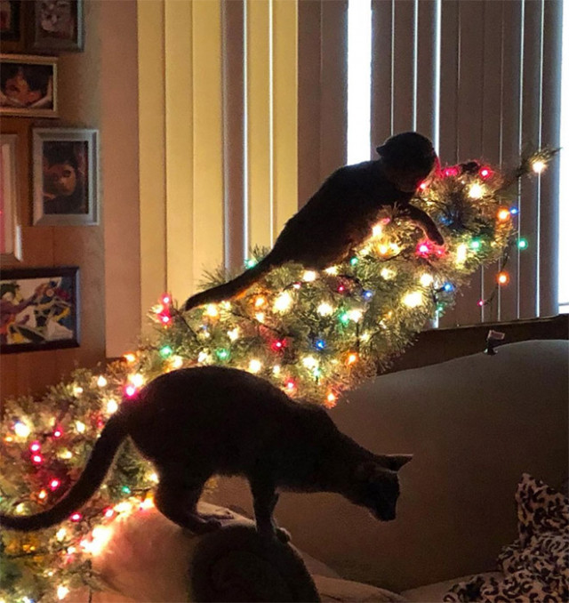 Кошки против новогодних ёлок. ФОТО