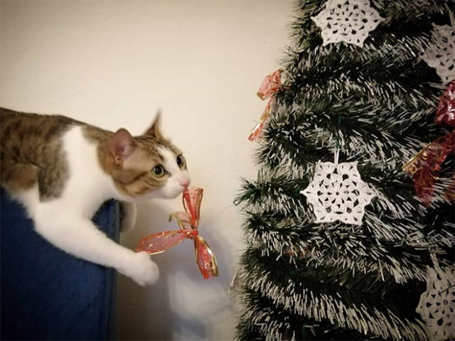 Кошки против новогодних ёлок. ФОТО