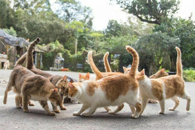 Уличные кошки Токио в фотографиях Масаюки Оки, от которых невозможно оторваться (46 фото)