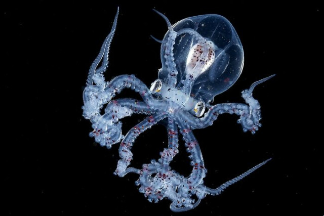 Глубоководный фотограф запечатлел молодого осьминога с прозрачной головой, и на снимке даже можно разглядеть его мозг (21 фото)