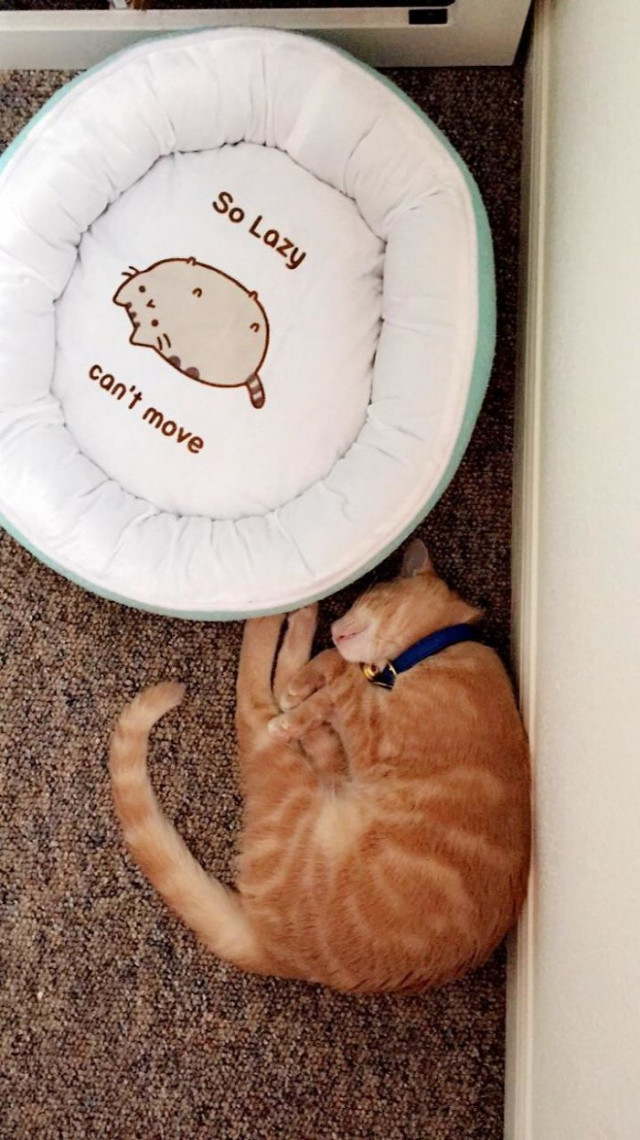 Кошачья логика: Мы сами знаем на чём нам удобно лежать
