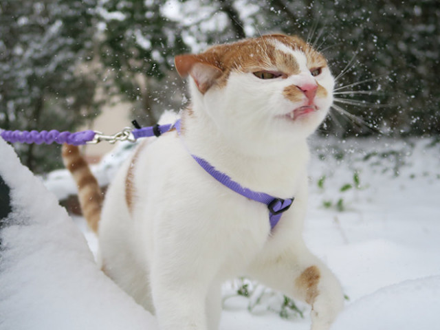 Как домашние кошки впервые реагируют на снег. ФОТО