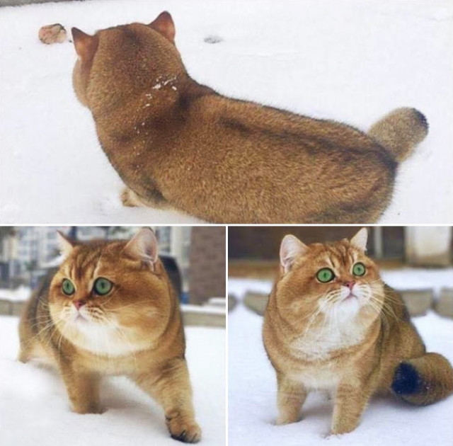 Как домашние кошки впервые реагируют на снег. ФОТО