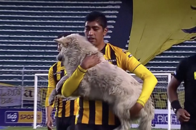 В Боливии во время футбольного матча бездомная собака выбежала на поле... (фото + видео)