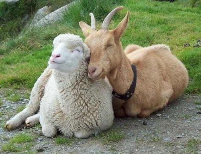 Примеры дружбы между животными, которые растопят ваше сердце. ФОТО