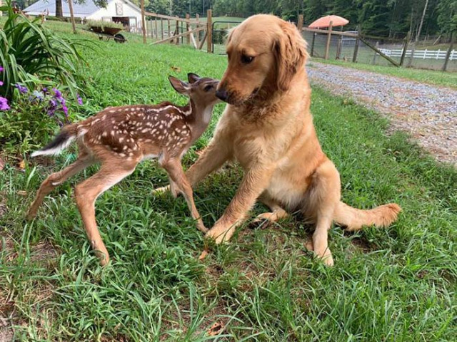 Примеры дружбы между животными, которые растопят ваше сердце. ФОТО