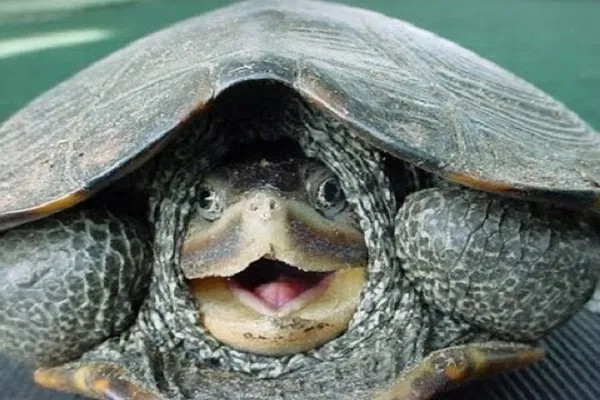 Топ-10: Цікаві факти про морських черепах